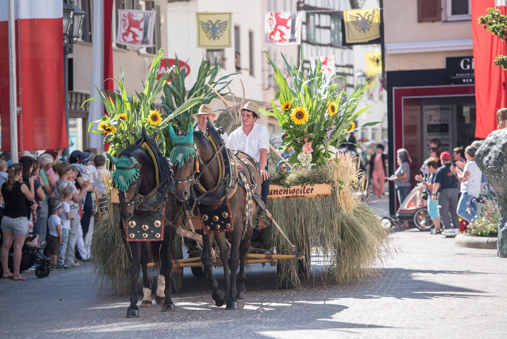 Traditioneller Umzugswagen mit Pferden zum Bächtlefest