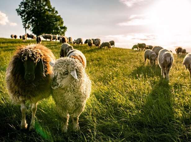 Eine Herde Schafe grast auf einer grünen Wiese in Oberschwaben im Abendlicht. Zwei Schafe stehen im Vordergrund, eng nebeneinander, mit einem großen Baum und weiteren Schafen im Hintergrund. Die Sonne scheint tief am Himmel und erzeugt lange Schatten und eine warme, goldene Beleuchtung über der oberschwäbischen Landschaft.