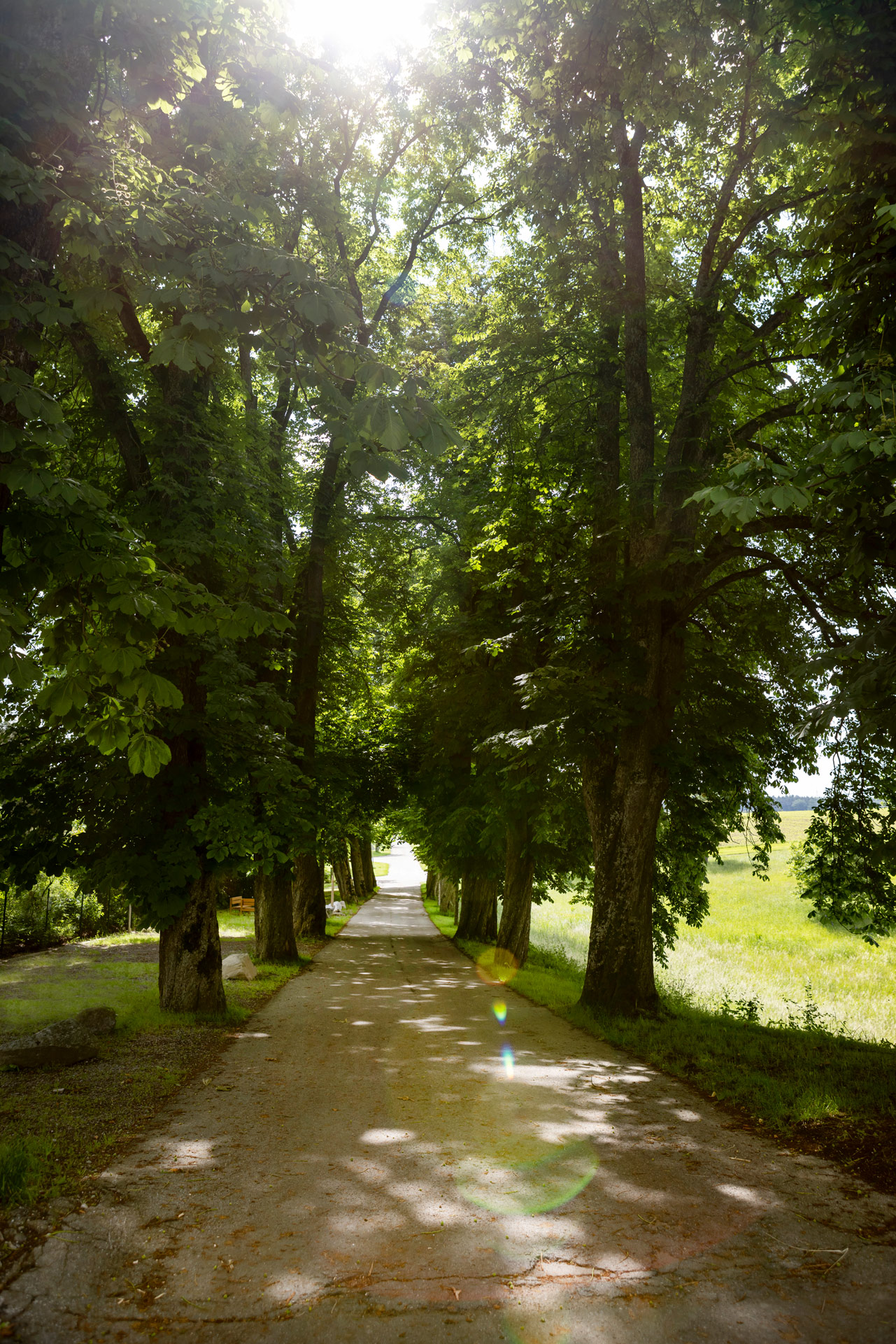 Blick auf eine Allee.